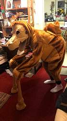 camel.jpg